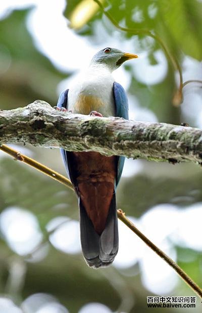 ������ͼƬ