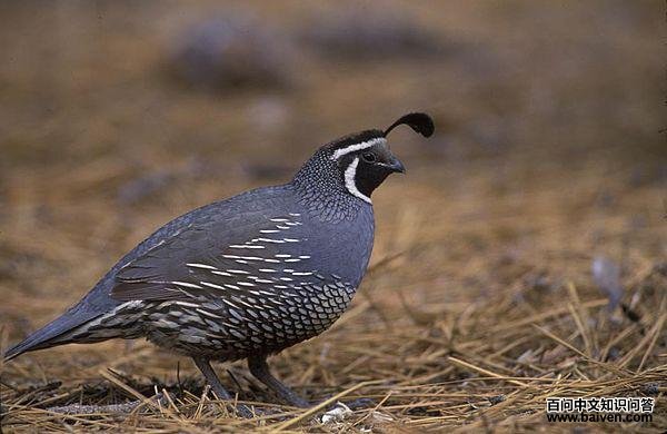 ���ȿƵ�ͼƬ