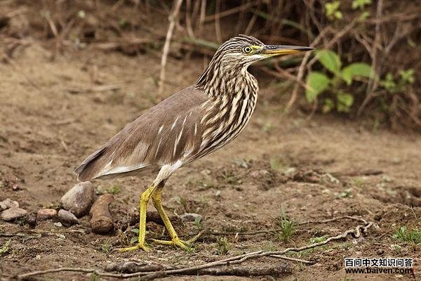 ��������ͼƬ