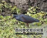 �ظ�����