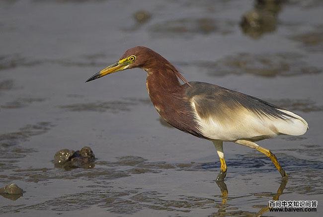 池鹭 池鹭的图片