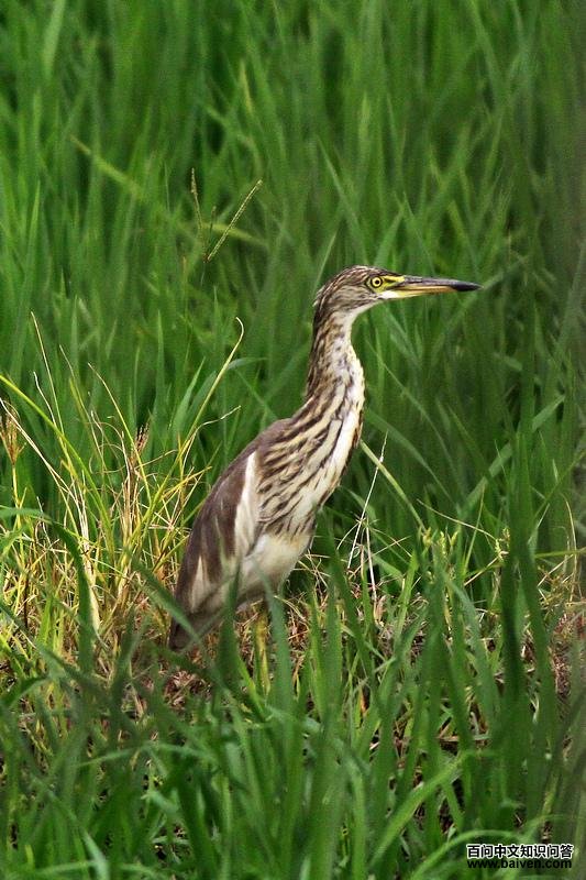 �����ǳ��񣬱�������򣩡�˿�����������ް�ɫ��ߣ�����fengsy��