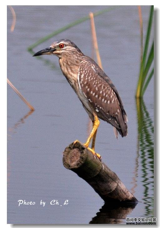 ҹ���ǳ��񣬱����аװߣ��������Ρ�