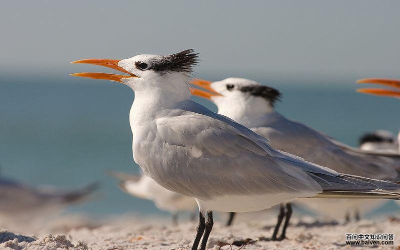 �����ͷ��Ÿ��ͼƬ