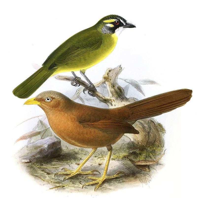 橙嘴鸫鹛 橙嘴鸫鹛的图片