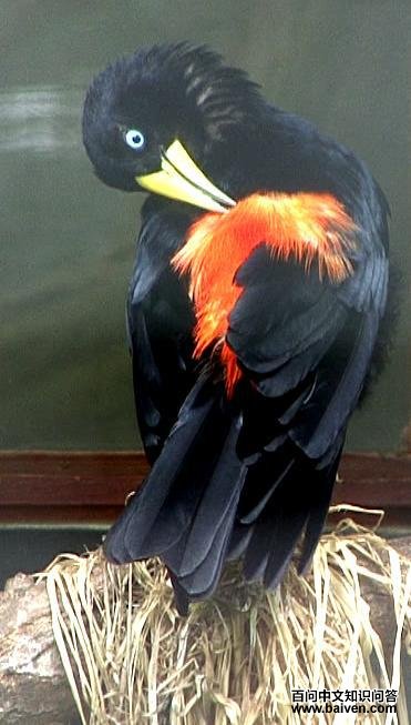 ����������ͼƬ