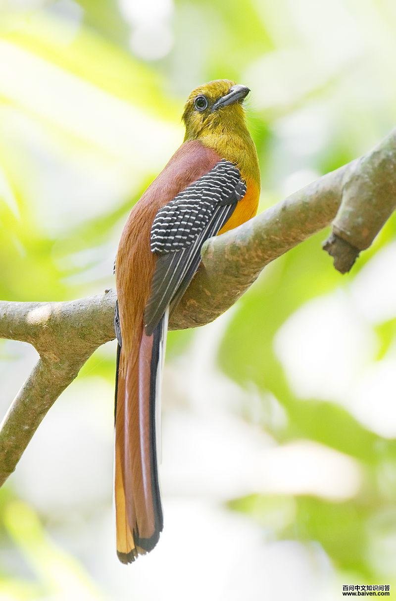 ����ҧ���ͼƬ