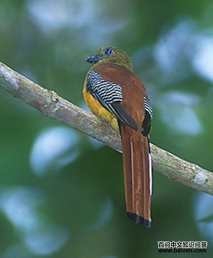 ����ҧ��