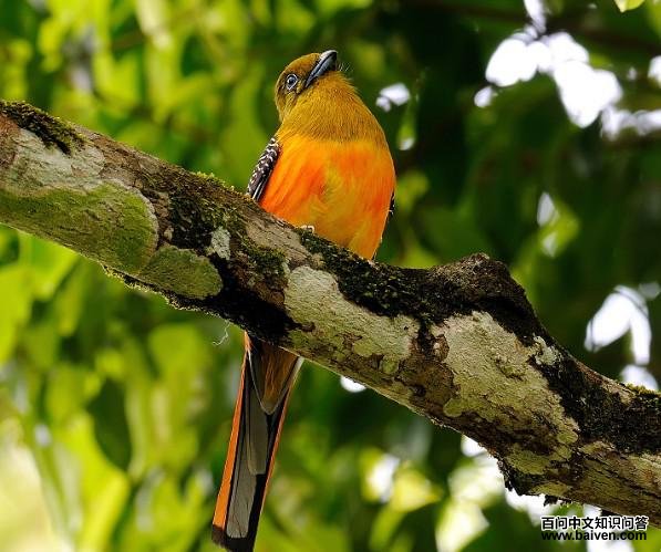 ����ҧ��