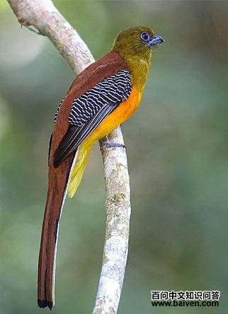 ����ҧ��