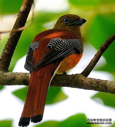 ����ҧ��