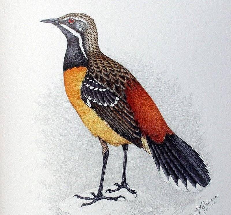 ��������ͼƬ