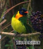 ����ʳ��ɡ��