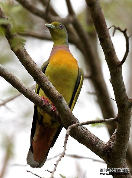 ������汎����