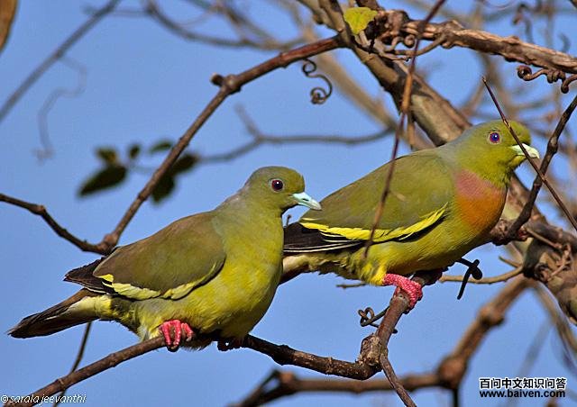 ��������ͼƬ