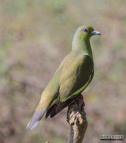 ������汎����