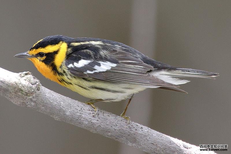 ������ݺ��ͼƬ