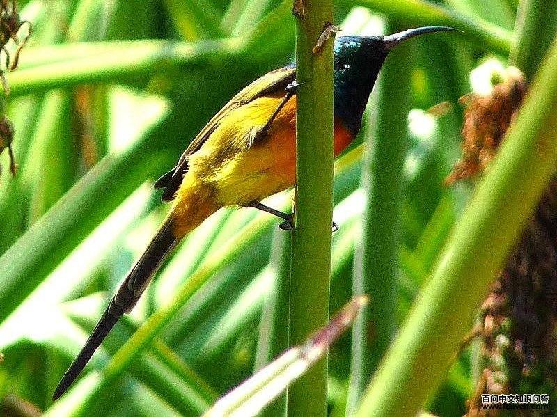 ���ػ������ͼƬ