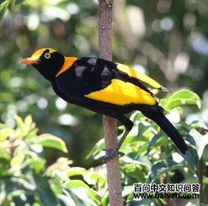 黄头辉亭鸟 黄头辉亭鸟的图片