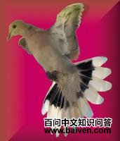 黄头果鸠 黄头果鸠的图片