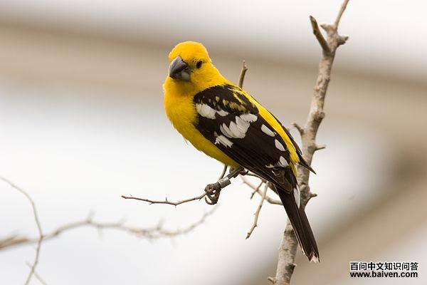 ��ɫ�װ߳�ȸ��ͼƬ