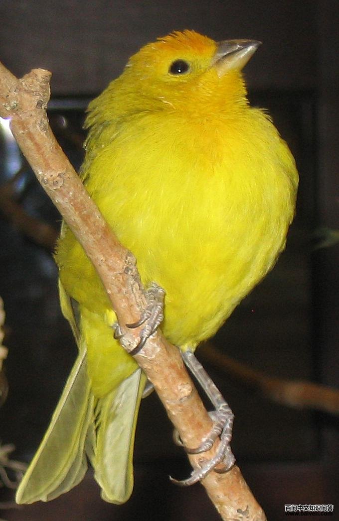 黄雀鹀属 黄雀鹀属的图片