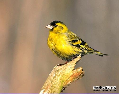 ��ȸ����