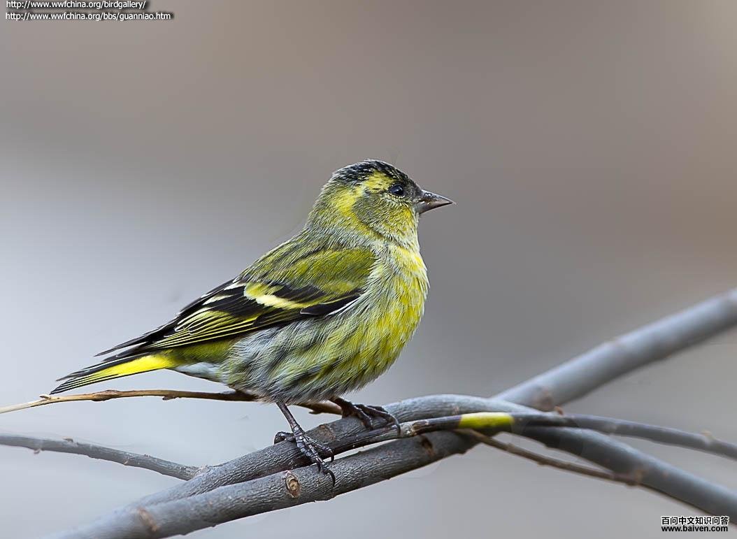 ��ȸ������Դ