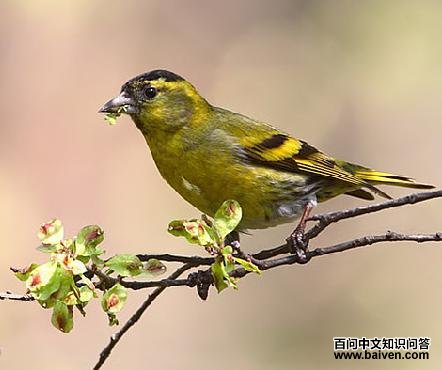 ��ȸ����