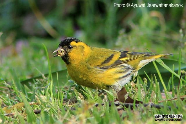 ��ȸ������