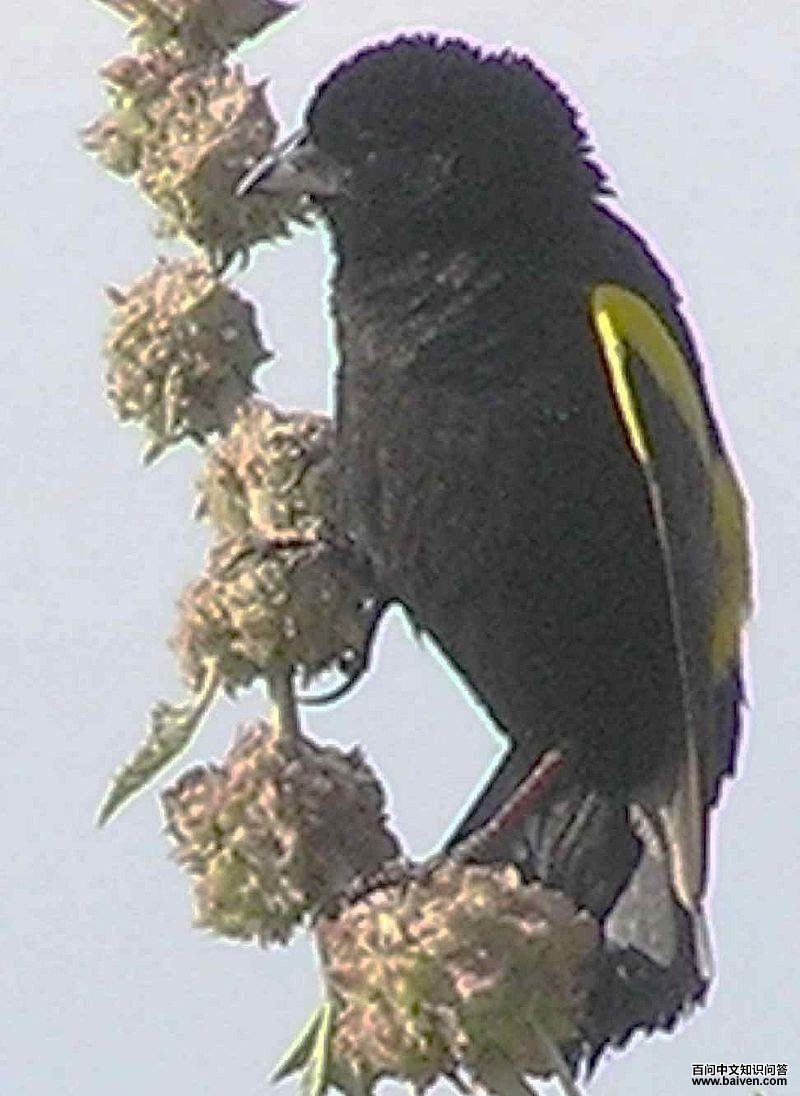 ����֯ȸ��ͼƬ