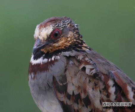 �׶�ɽ����ͼƬ