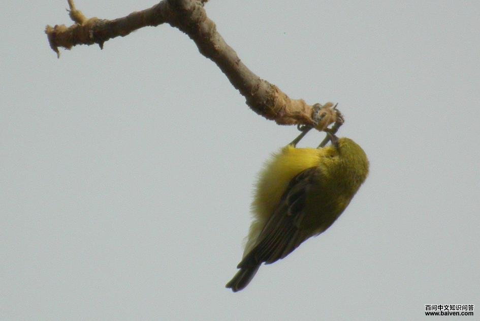 ����ȸ��ͼƬ