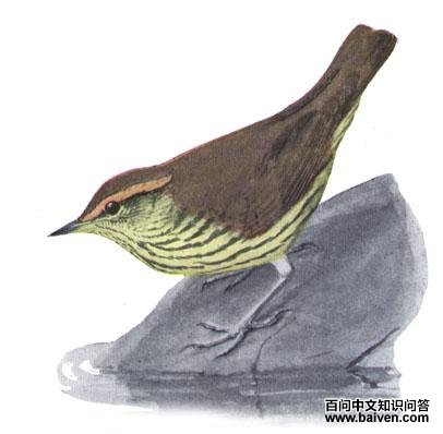 ��ü��ݺ��ͼƬ