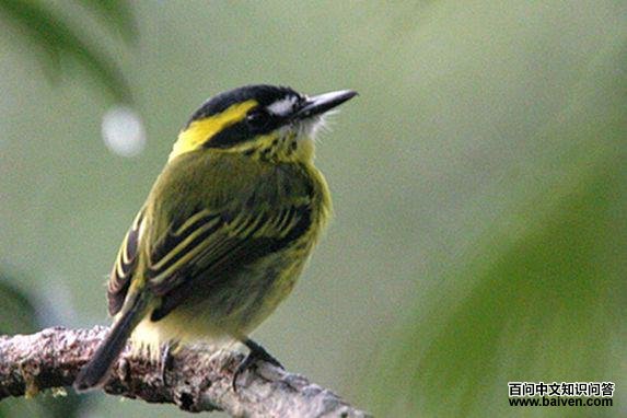 ��ü�ư��l��ͼƬ