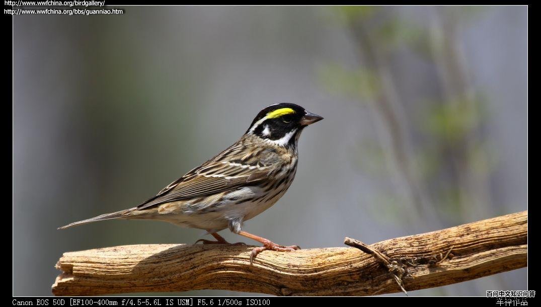 ��ü�c��ͼƬ