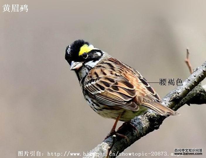 ��ü�c������ɫ