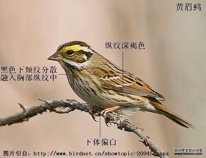 ��ü�c����ƫ�ף��������ɫ����ɫ���¼��Ʒ�ɢ�����ز�����