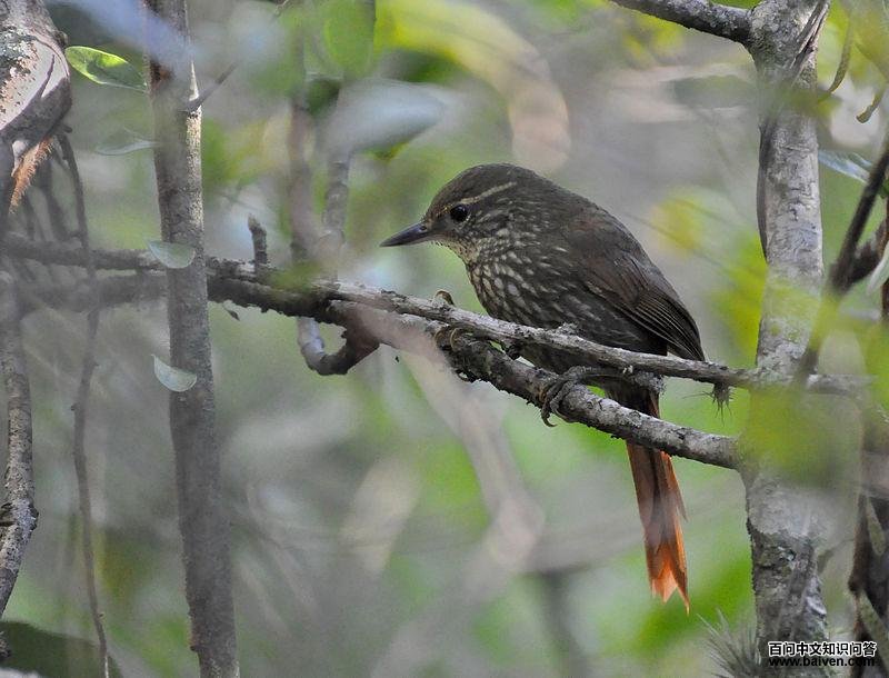 ��üʰҶȸ��ͼƬ