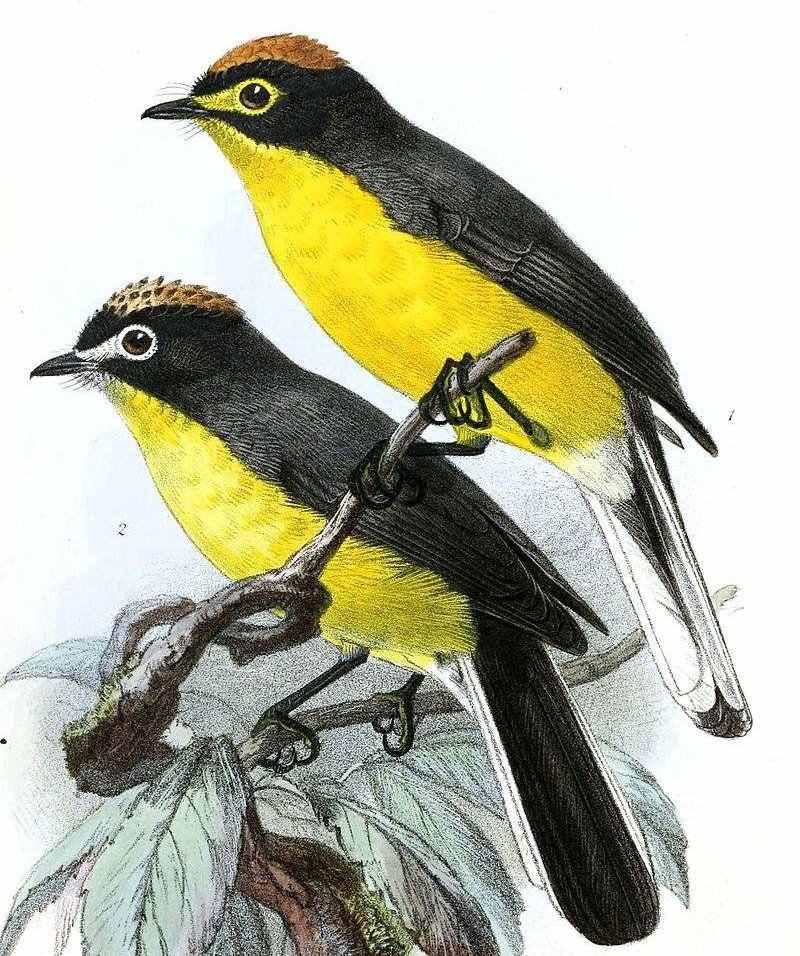 �׶��ݺ��ͼƬ