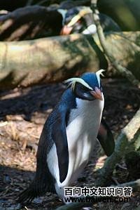 ��ü����ͼƬ