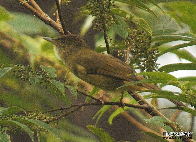 黄眉绿鹎 黄眉绿鹎的图片