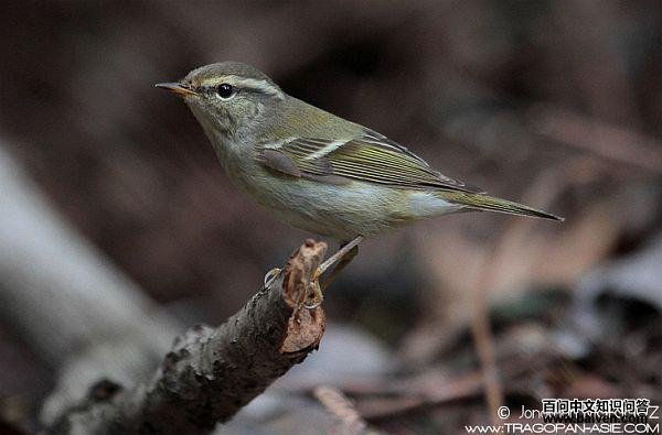 ��ü��ݺ��ͼƬ