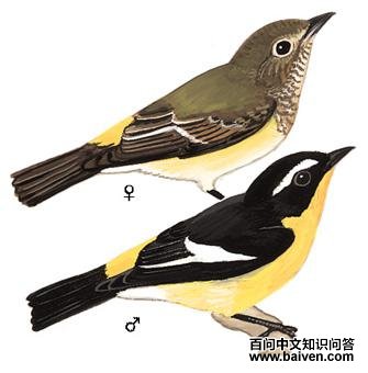 ��ü���l������߰�ɫü�ƣ���������ɫ