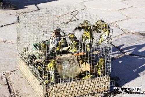 ���ڲ��Ļ�ü���l