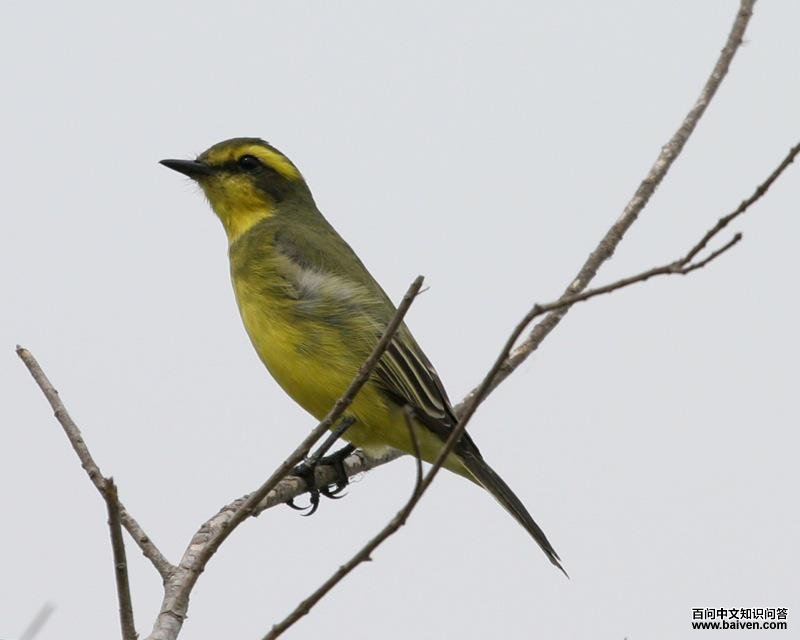 ��ü���l��ͼƬ