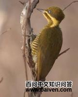 ������ľ���ͼƬ