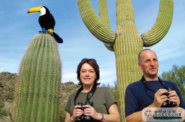 黄绿灌丛唐纳雀 黄绿灌丛唐纳雀的图片