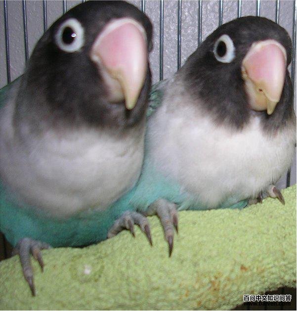 ����ĵ�����ģ���ɫ��