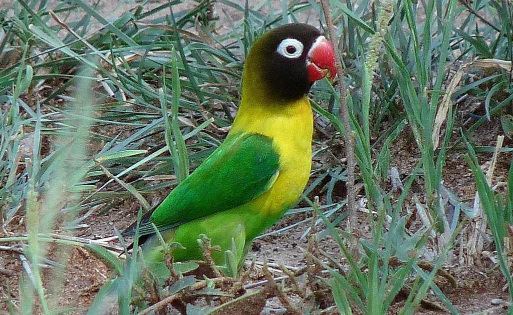 ����ĵ������